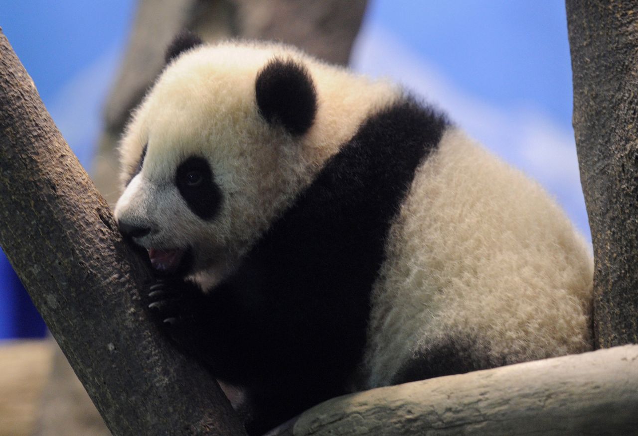 Cute alert as Taiwan's first giant panda cub goes on show | CNN