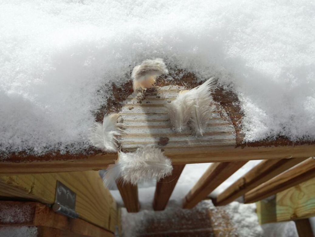 Maranda McClaskey knew the birds in Harrisville, West Virginia, would appreciate extra food in the chilly weather on January 6. But when one poor bird landed on her porch to eat, it got stuck to the ice! Finally the bird managed to free itself -- but it <a href="http://ireport.cnn.com/docs/DOC-1072981">left these feathers behind</a>.