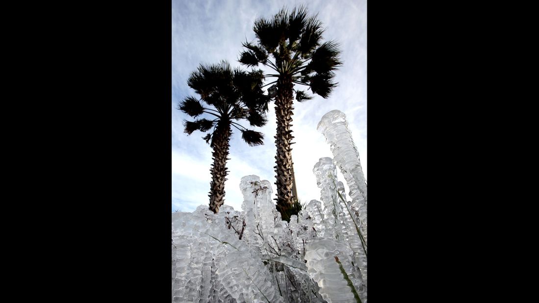 Plants covered in ice are seen in Panama City Beach, Florida, on January 7.