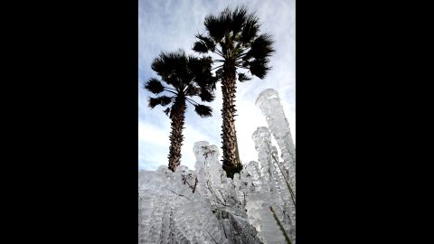 Plants covered in ice are seen in Panama City Beach, Florida, on January 7.
