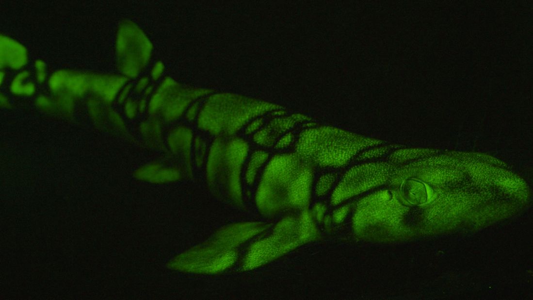 A green biofluorescent chain catshark (Scyliorhinus retifer)