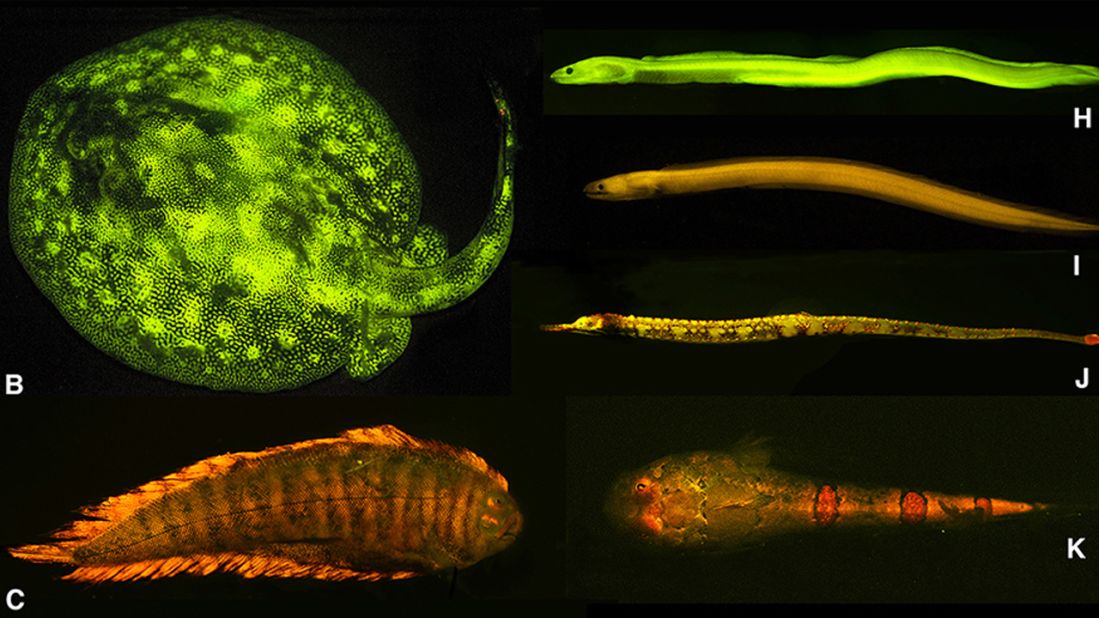 Researchers discovered a rich diversity of fluorescent patterns and colors in marine fishes, as exemplified here: B) ray (Urobatis jamaicensis), C) sole (Soleichthys heterorhinos), H) false moray eel (Kaupichthys brachychirus), I) Chlopsidae (Kaupichthys nuchalis), J) pipefish (Corythoichthys haematopterus), K) sand stargazer (Gillellus uranidea).<br />