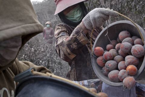 Villagers harvest tomatoes from fields covered in ash.