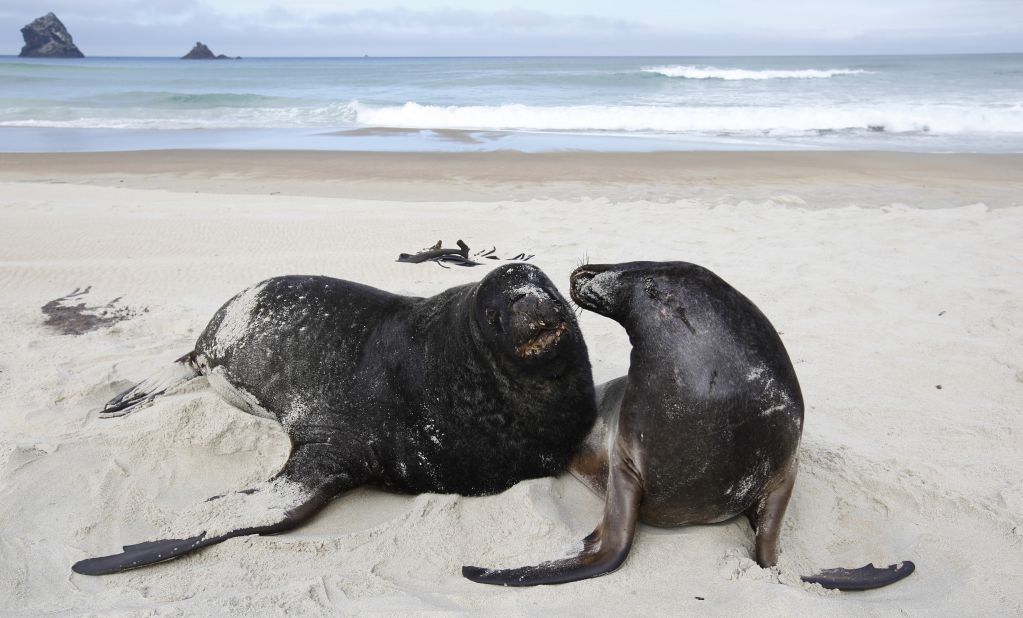 A pair of  Hooker's sea lions play on the beach at Sandfly Bay, near Dunedin, New Zealand. 