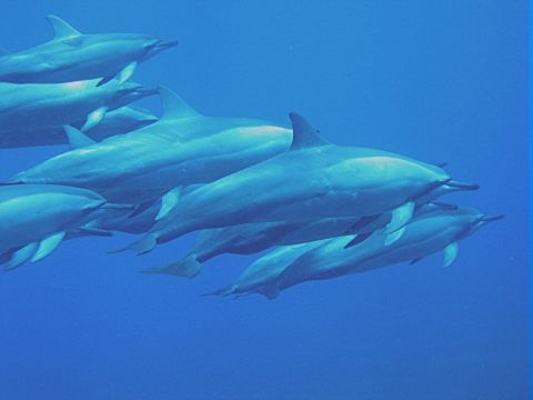 Spinner dolphins.
