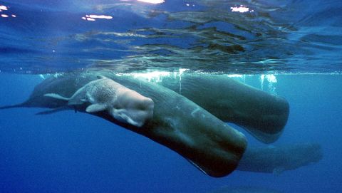 A sperm whale calf swims next to its mother and a pod of sperm whales.