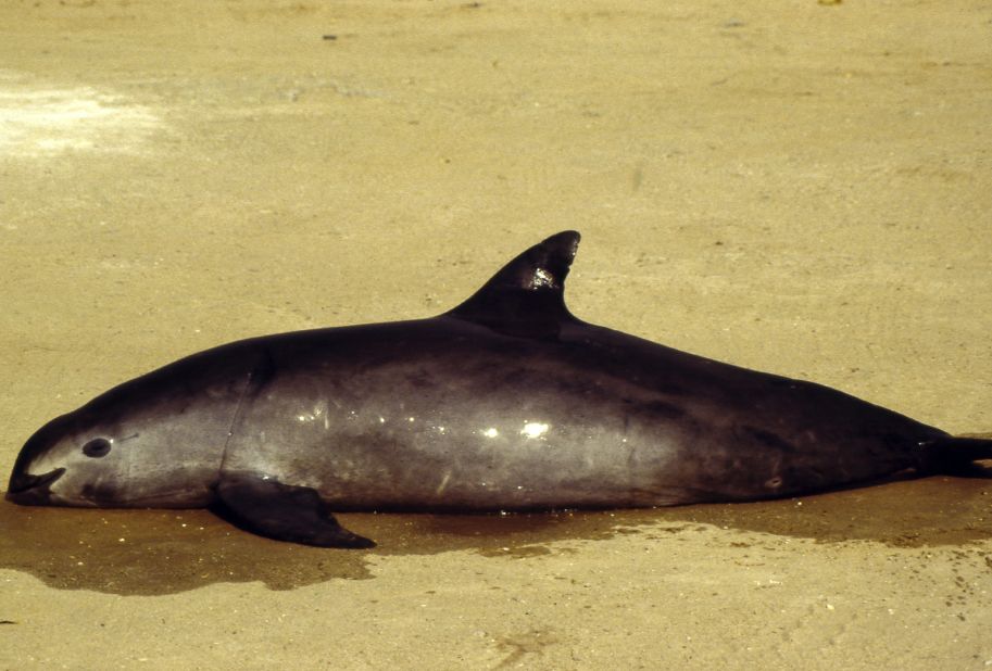 A dead California Gulf Porpoise, also known as a vaquita, is seen in San Felipe, Mexico.  