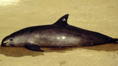 The number of vaquita porpoises is down to 30, experts estimate. 