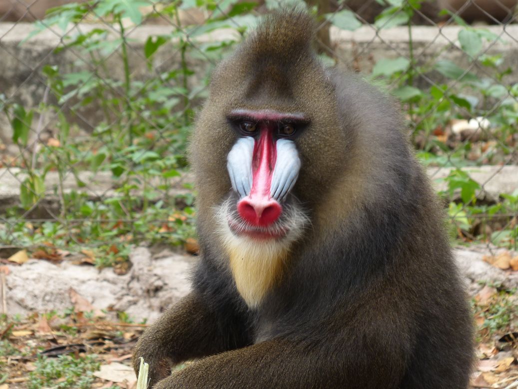 Limbe Wildlife Center is home to 15 species of primate -- including the mandrill -- and many other animals native to Cameroon.