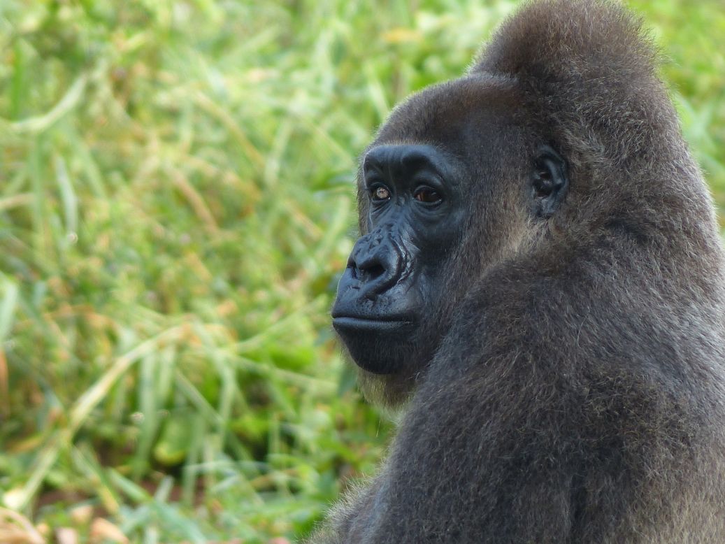 It gives visitors a chance to see some of Cameroon's most impressive wildlife up close.