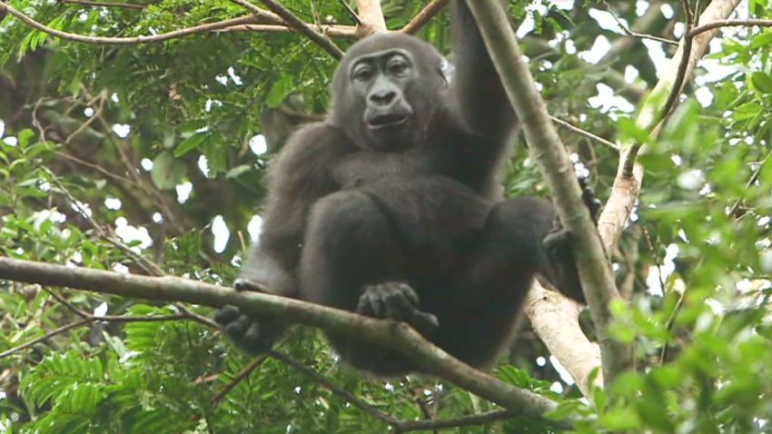 pkg damon congo garden of eden gorillas_00001601.jpg