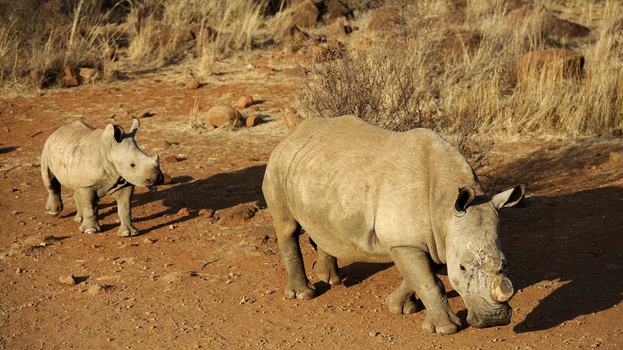 A black dehorned rhinoceros is followed by a calf in South Africa in 2012.