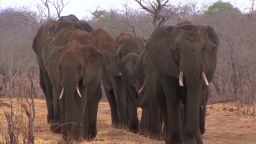 spc inside africa elephants botswana a_00002118.jpg