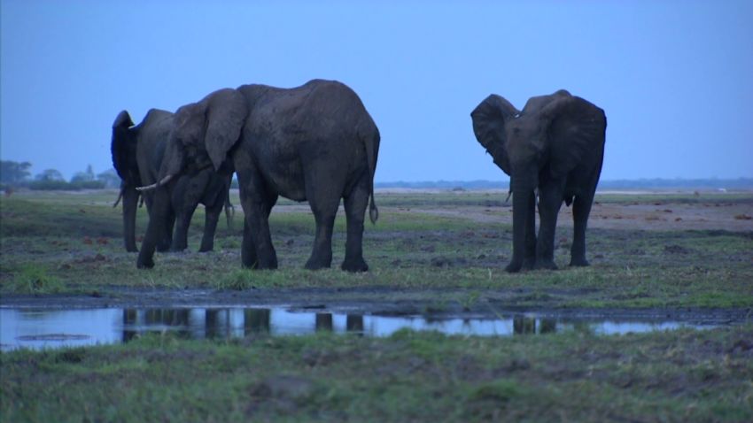 spc inside africa elephants botswana b_00054430.jpg