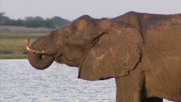 spc inside africa elephants botswana c_00010001.jpg