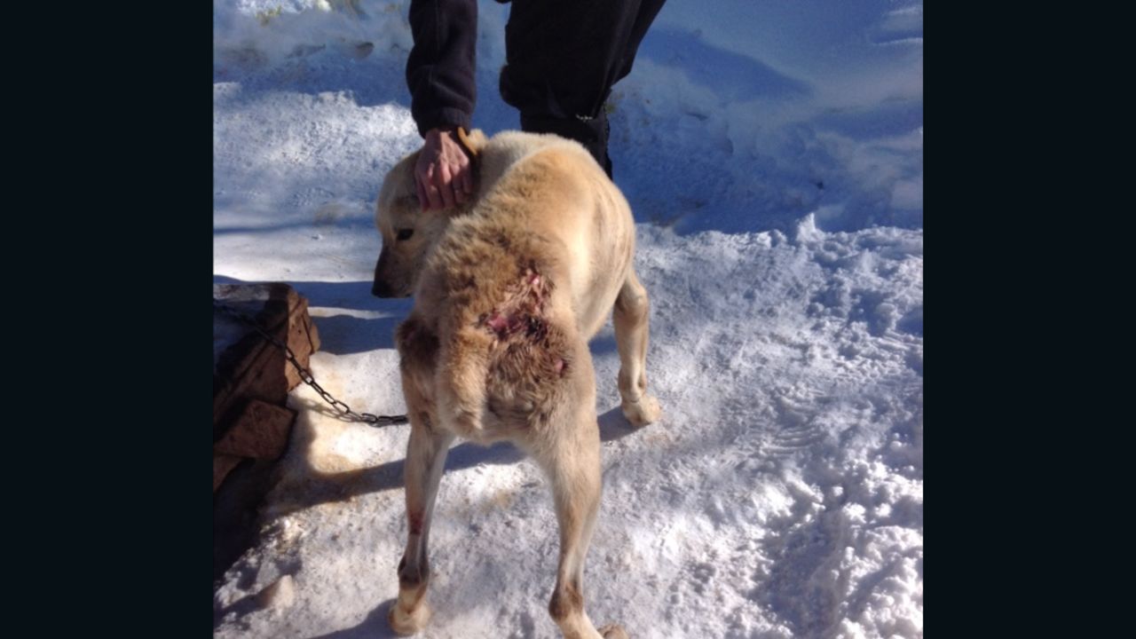 Dan MacEachen, the owner of a dog sledding operation in Snowmass Village, Colorado, faces eight counts of animal cruelty. 