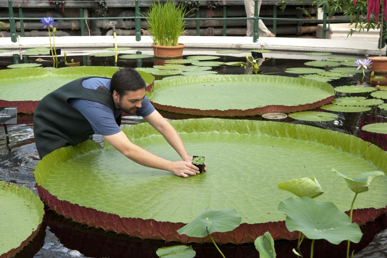 The Nymphaea thermarum next to an example of the largest waterlily in the world in Kew's waterlily house. The plant, of which only a handful of specimens still exist in the wild, was stolen from a lily pond.