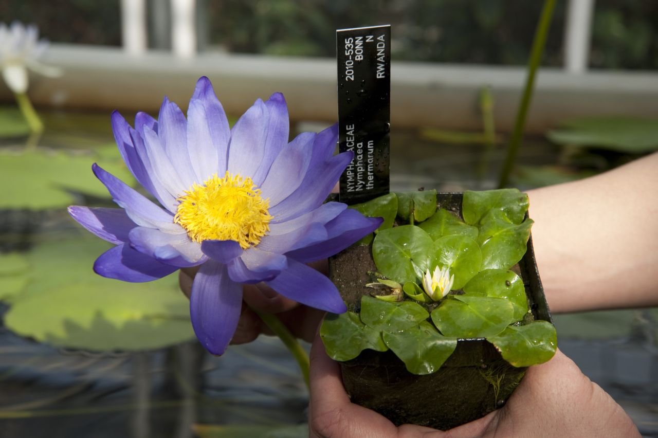 The tiny water lily, Nymphaea thermarum, next to the larger Nymphaea, 'Kew's electric blue,' at the Royal Botanic Gardens at Kew. The plant is one of the rarest in the world.