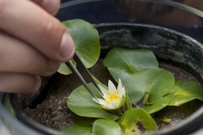 The thief is thought to have dug or pulled it from the damp, temperature-controlled mud it needs to survive.