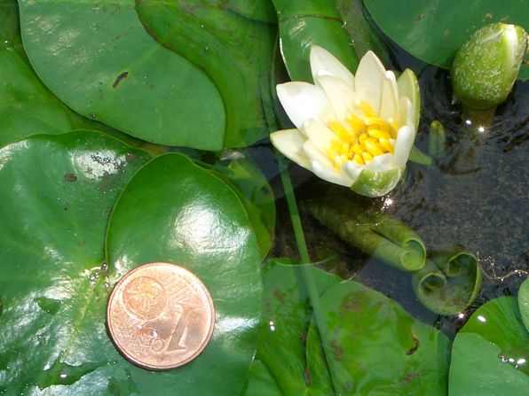Kew Gardens is one of only two places in the world to cultivate this plant, and there were only 30 plants on display, London's Metropolitan Police said. They cite its value as "priceless" because of its rarity.