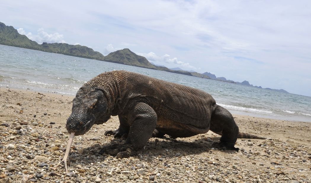 To see the world's largest lizards in the wild, head to Komodo National Park in Indonesia.