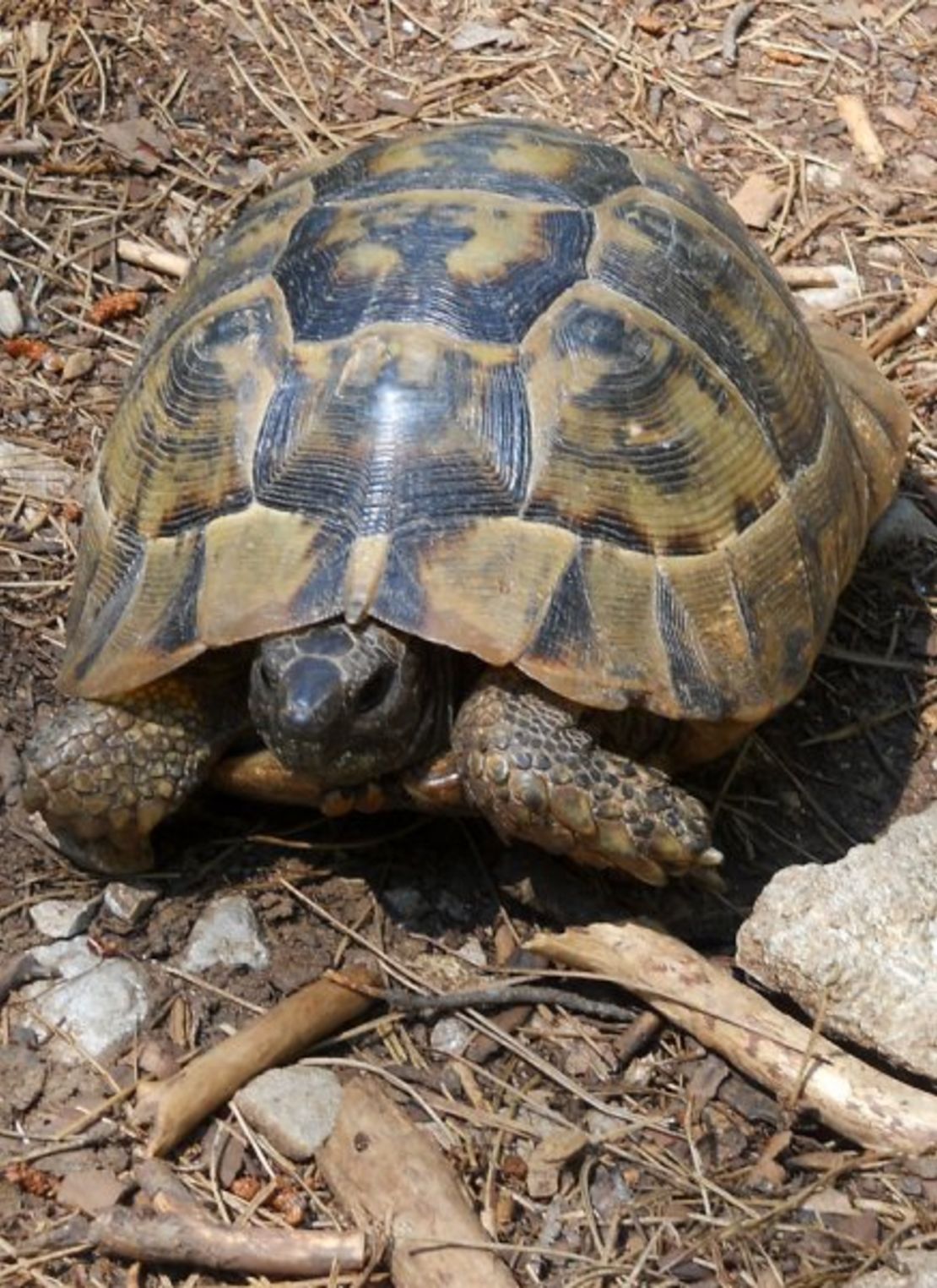Ruin-spotting companion: one of several kinds of Turkish tortoise.