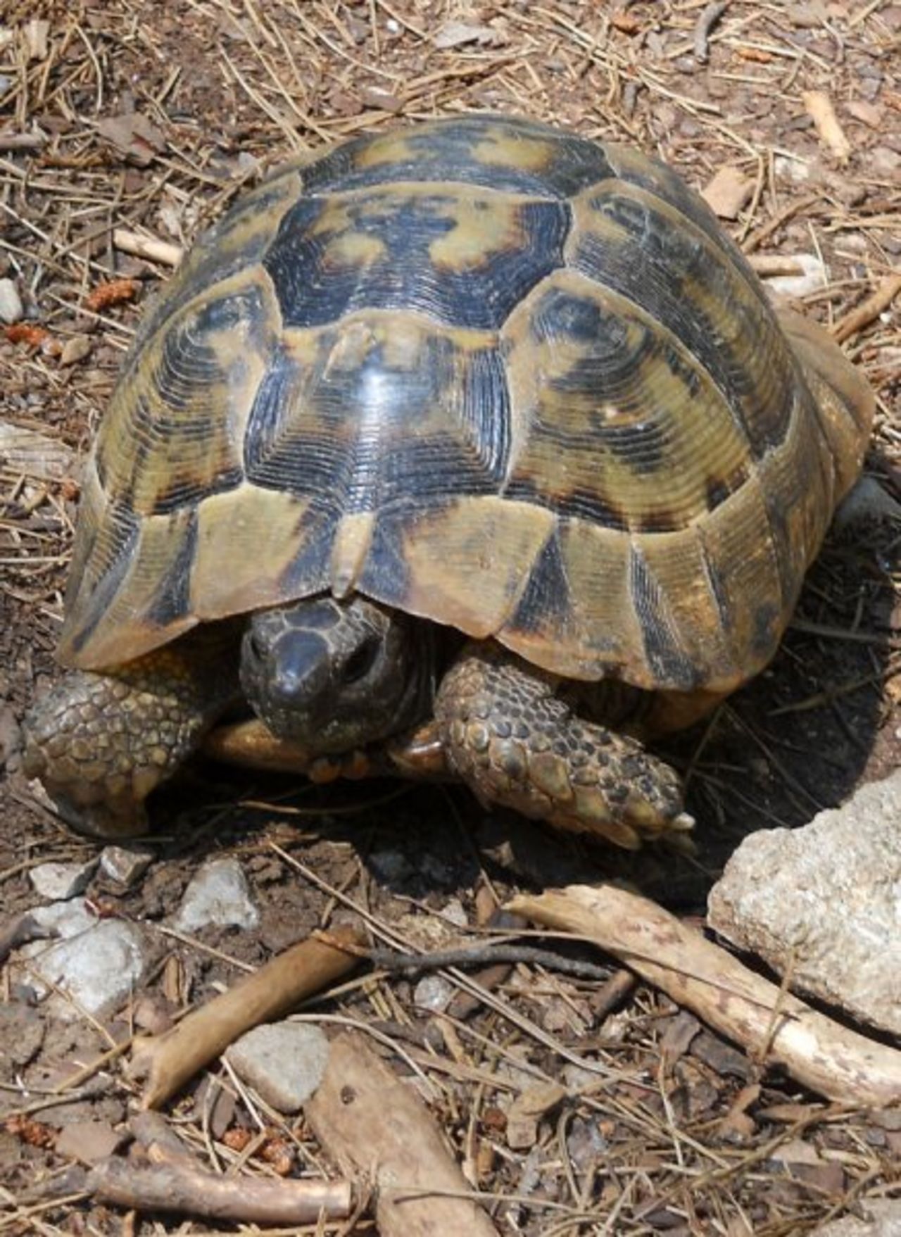 Ruin-spotting companion: one of several kinds of Turkish tortoise.