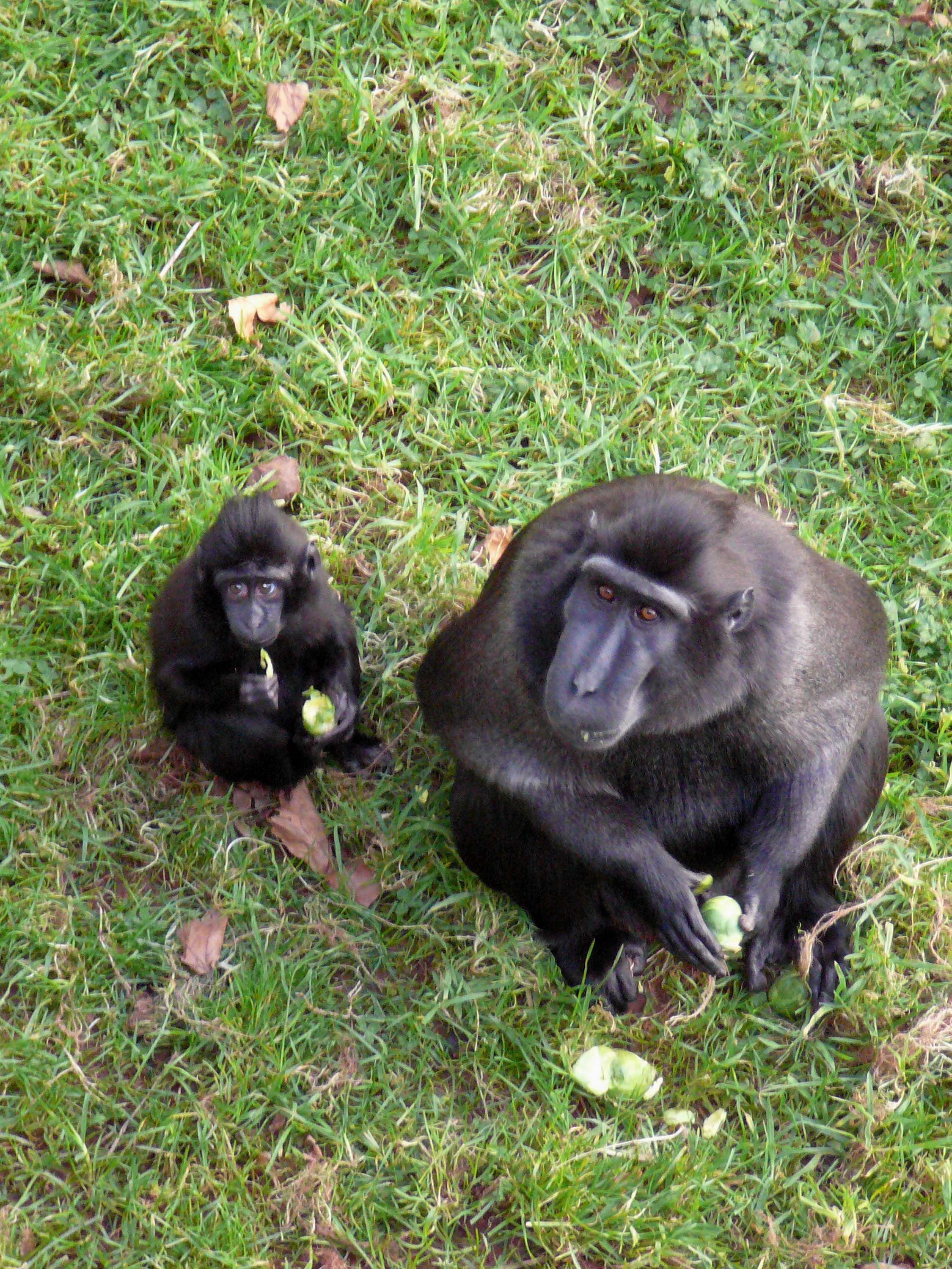 UK's Paignton Zoo bans monkeys from eating bananas for health