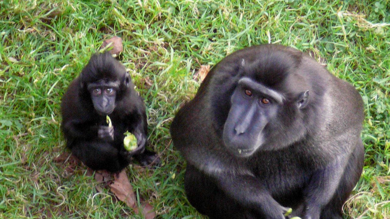 Macaque monkeys eating sprouts.