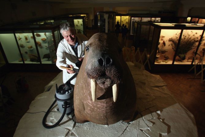 This 19th-century walrus is one of the most popular exhibits at Forest Hill's <a href="index.php?page=&url=http%3A%2F%2Fwww.horniman.ac.uk%2Fcollections%2Fbrowse-our-collections%2Fobject%2F190371" target="_blank" target="_blank">Horniman Museum and Gardens</a>. In an era when few people had ever seen a living specimen, the overzealous taxidermist stuffed the walrus to monstrous proportions. 