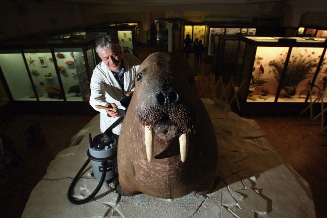 This 19th-century walrus is one of the most popular exhibits at Forest Hill's <a href="http://www.horniman.ac.uk/collections/browse-our-collections/object/190371" target="_blank" target="_blank">Horniman Museum and Gardens</a>. In an era when few people had ever seen a living specimen, the overzealous taxidermist stuffed the walrus to monstrous proportions. 