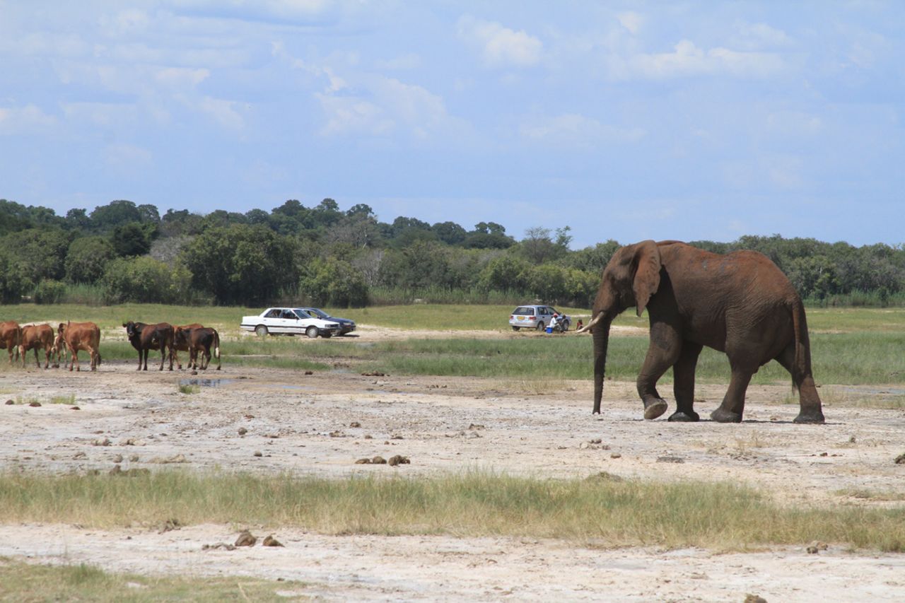 While other countries are facing dwindling populations, Botswana must deal with rising elephant numbers and their impact on local communities and the environment.
