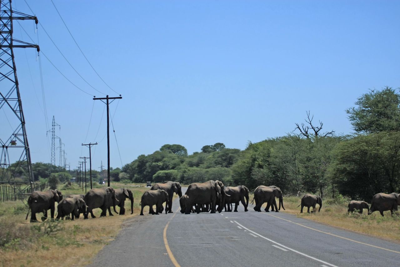 "There are a high number of accidents each year," says Tempe Adams, who monitors the movement of animals in Kasane. 
