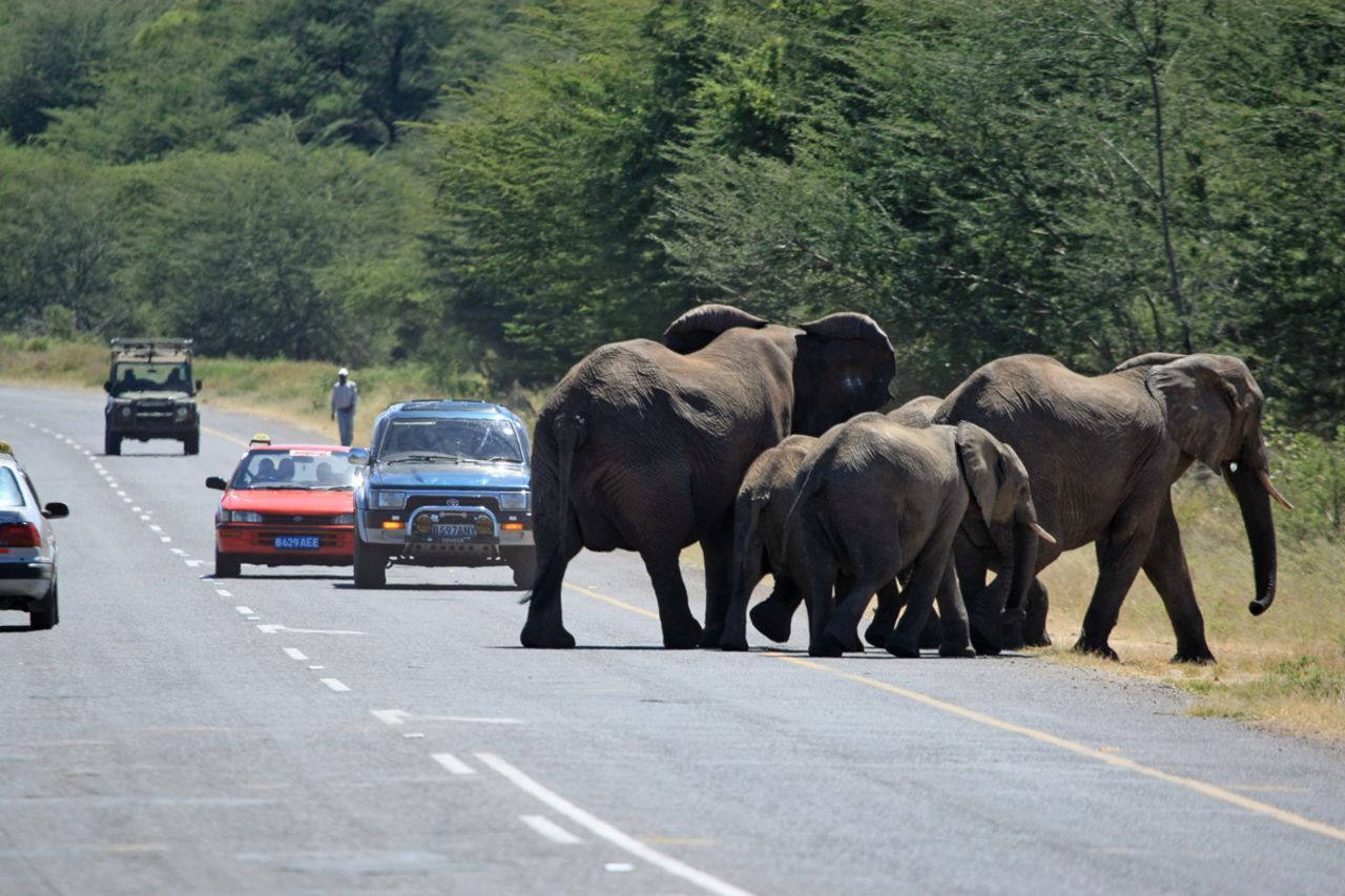 Elephants take a chance crossing the Kazangula highway in Kasane, northern Botswana. It passes all the wildlife corridors monitored by Elephants Without Borders (EWB) near Chobe National Park.