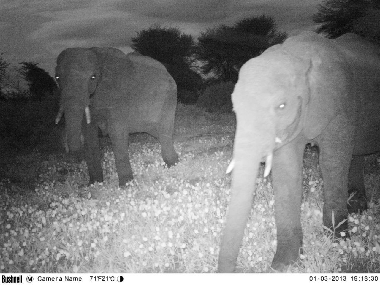 With the help of motion-detection cameras, Adams is looking at the effectiveness of small-scale wildlife corridors and whether they can help avoid human-wildlife conflict.