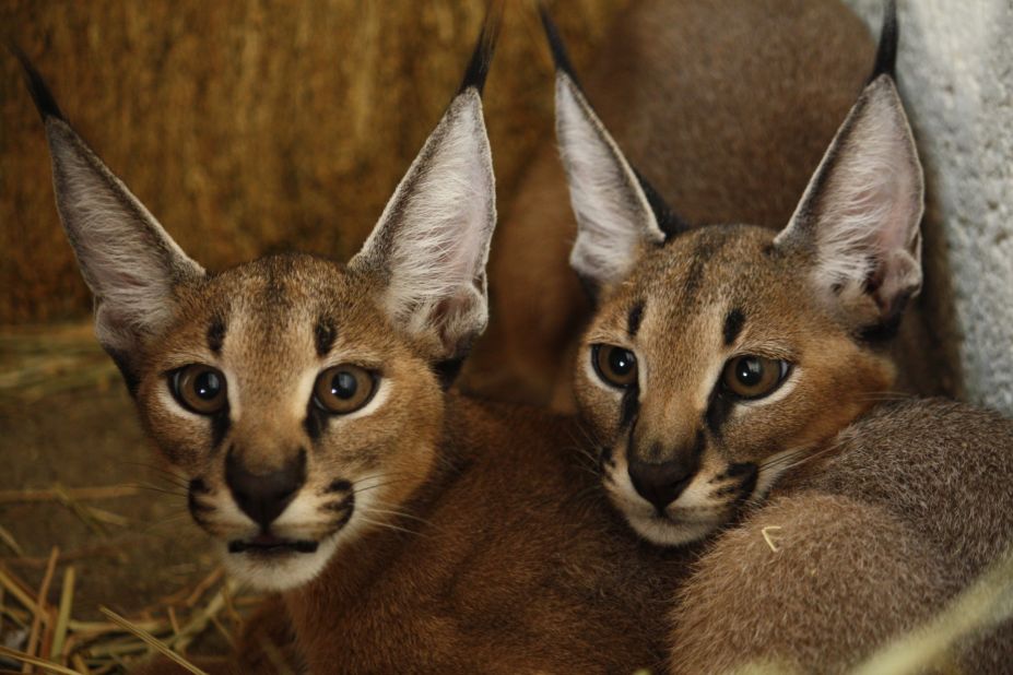 Animal lover and UAE-founder Sheik Zayed transformed Sir Bani Yas from desert island to wildlife reserve for creatures like these caracal (also known as desert lynx) kittens.