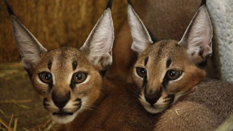 bani yas caracals