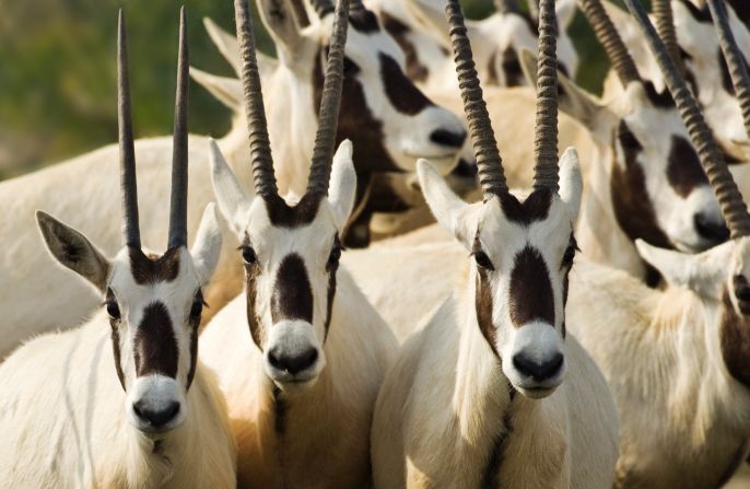 Sheik Zayed established his wildlife park to protect one species in particular -- the Arabian oryx.