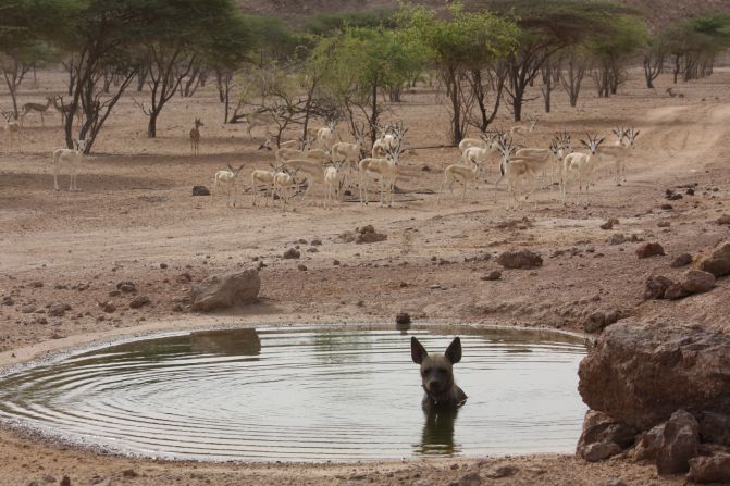 Hyenas were introduced to clean up the big cats' leftovers.