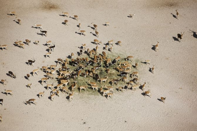 Some species, such as the Arabian sand gazelle, liked Sir Bani Yas so much they over-bred. 