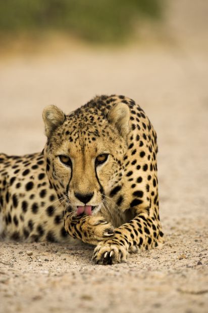 A predator in the wild, the cheetah was an obvious choice to control the gazelles.  