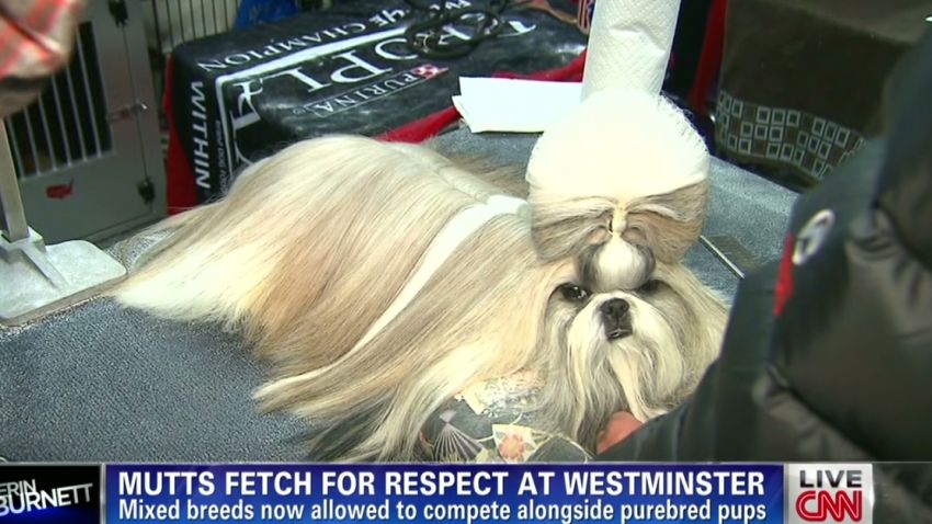 Mutts demand respect at Westminster show | CNN