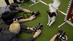 A Papillon jumps a hurdle during a press event at Madison Square Garden January 15, 2014 to promote the First-ever Masters Agility Championship at the 138th Annual Westminster Kennel Club Dog Show .