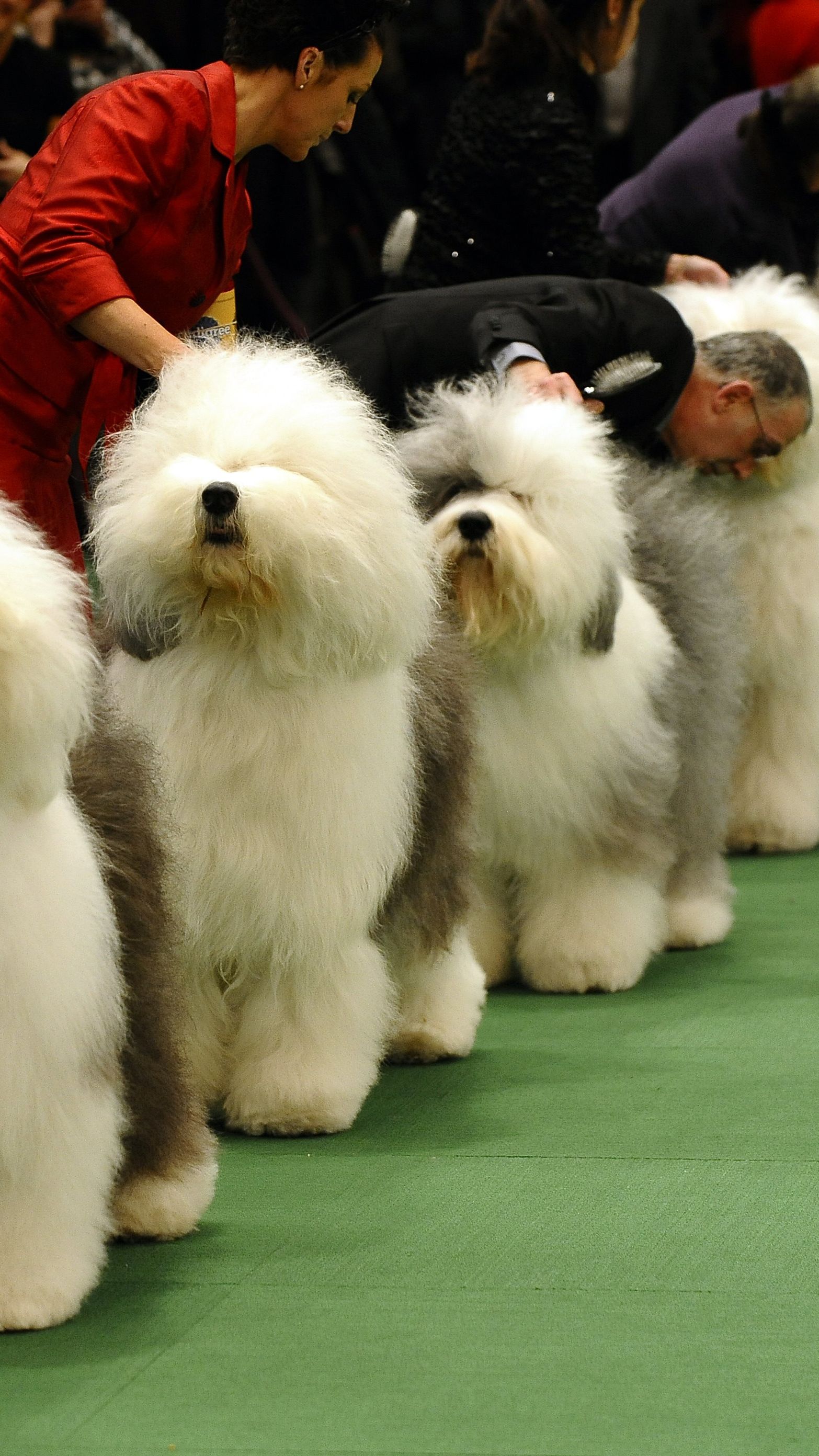 can a old english sheepdog live in india