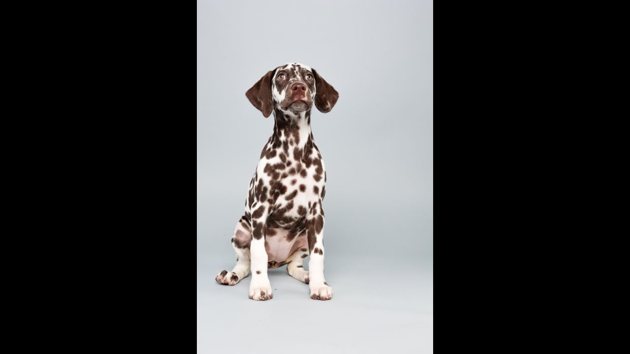 <strong>Name: </strong>Aurora.  <strong>Age: </strong>12 weeks.  <strong>Breed: </strong>Dalmatian.