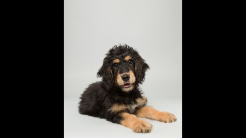 <strong>Name:</strong> Bach.  <strong>Age:</strong> 14 weeks.  <strong>Breed:</strong> Bernedoodle.
