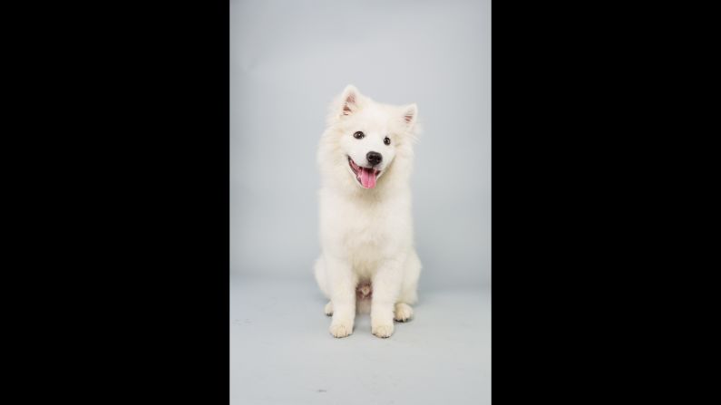 <strong>Name: </strong>Brody.  <strong>Age: </strong>15 weeks.  <strong>Breed: </strong>American Eskimo.
