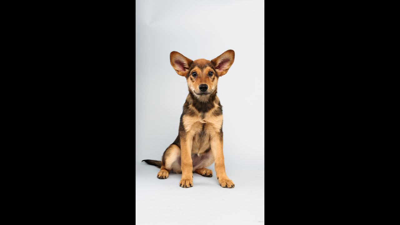 <strong>Name:</strong> Cici.  <strong>Age:</strong> 13 weeks.  <strong>Breed: </strong>German shepherd mix.