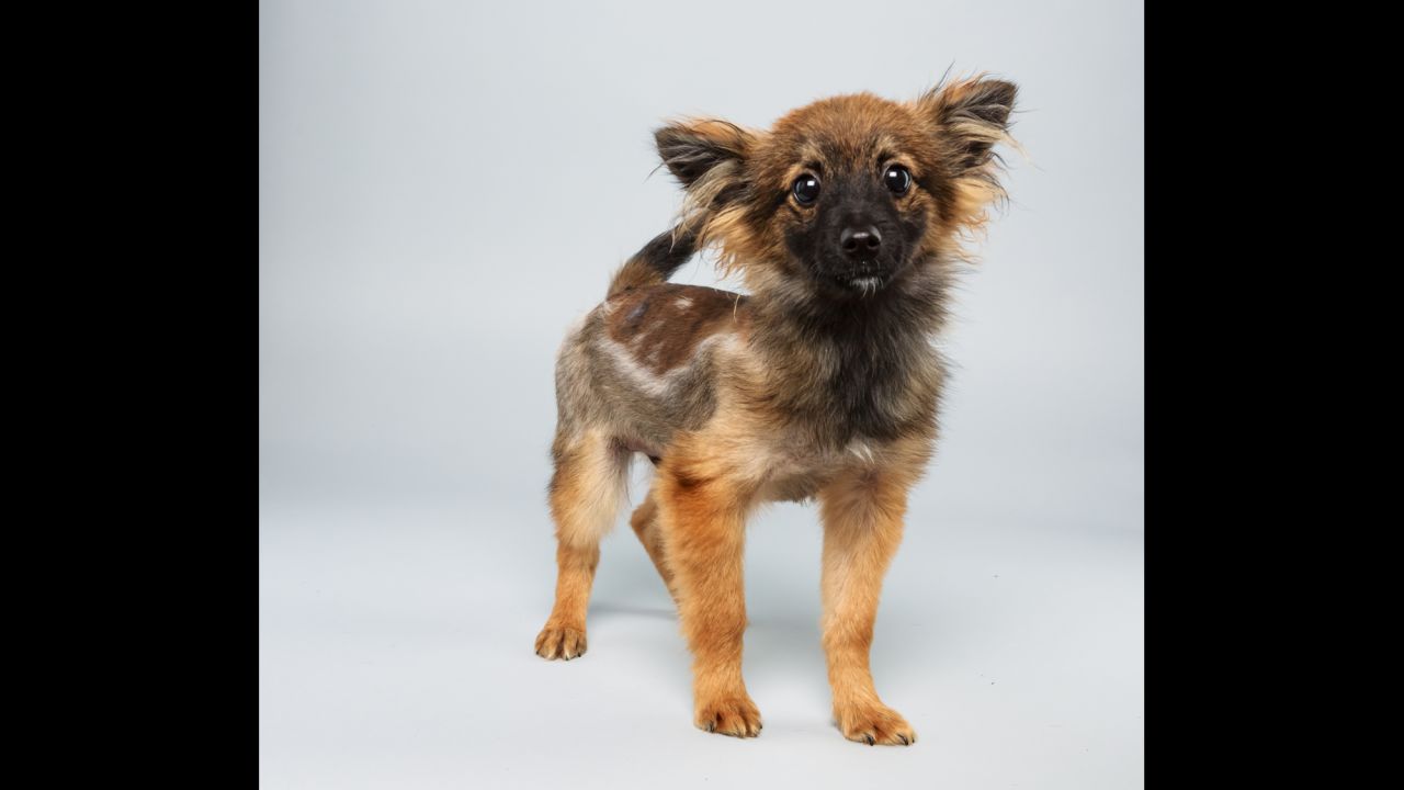<strong>Name: </strong>Danny.  <strong>Age:</strong> 12 weeks.  <strong>Breed:</strong> Papillon mix.
