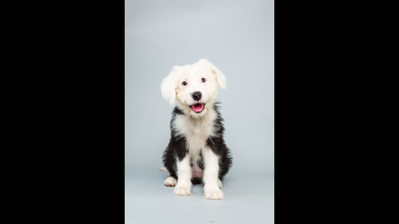 <strong>Name: </strong>Ginger.  <strong>Age: </strong>12 weeks.  <strong>Breed: </strong>Old English sheep dog.
